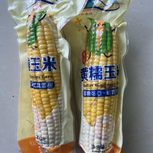 长春彩袋 黄糯东北粘玉米糯玉米 黄糯