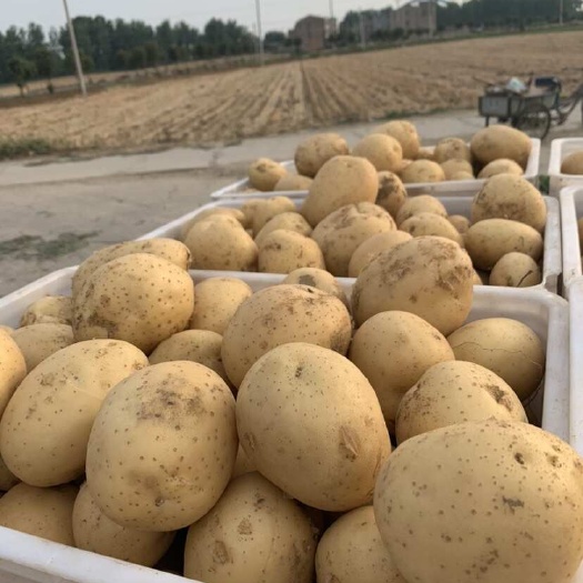 襄樊湖北襄阳土豆大量上市 支持各种规格 有需要的老板联系