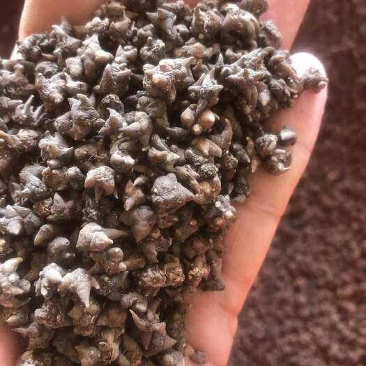 淮滨县猫爪草水洗二遍 产地直销 量大可谈优惠一步到位
