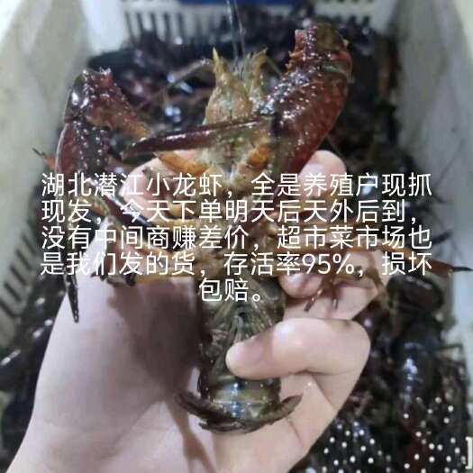 潜江市湖北潜江小龙虾，下单明后外后到，没有中间商赚差价，95存活率