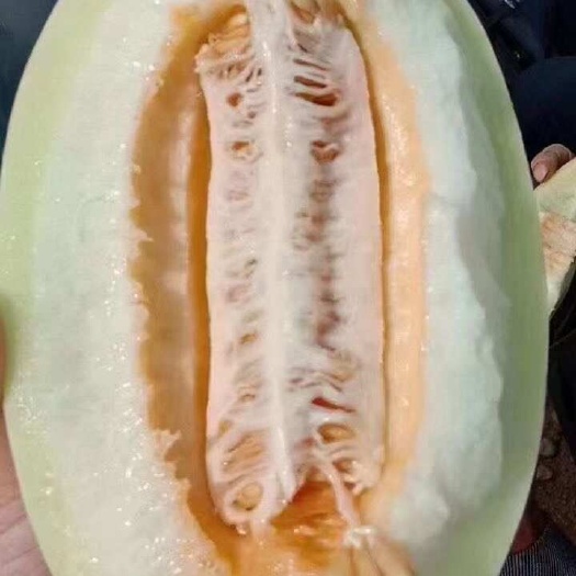 甘肃兰州白兰瓜！       瓜瓤金黄似蜜，皮薄肉厚，水分充