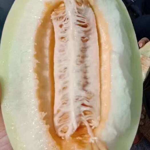 皋兰县甘肃兰州白兰瓜！       瓜瓤金黄似蜜，皮薄肉厚，水分充