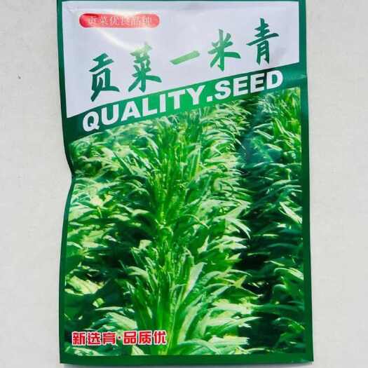 沭阳县贡菜一米青贡菜专用种子优选提纯抗旱抗病耐热品耐高温1