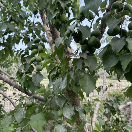 阿克苏市芒果杏