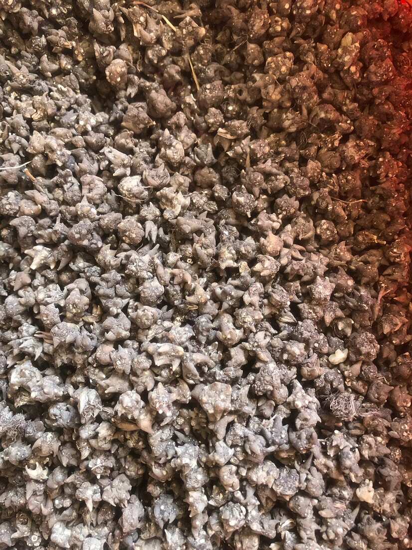 猫爪草水洗二遍 尖爪 量大可谈优惠一步到位