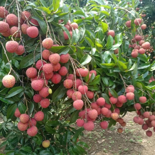 钦州禾荔，大量工厂果鲜果供应