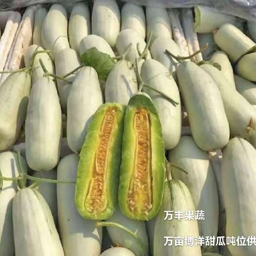 山东博洋9 博洋61甜瓜  万亩甜瓜大量上市，质优价廉，