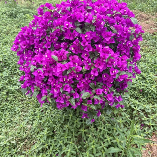 宜宾三角梅，三叶梅，三角花、叶子花，常年供货，品质保障