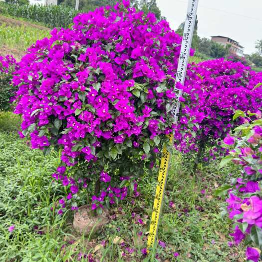 【推荐】三角梅，紫色花球，三叶梅，基地直发，规格齐全