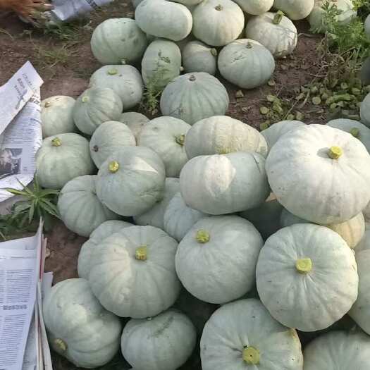 蜜本，板栗，银栗，金香，贝贝产区直发
