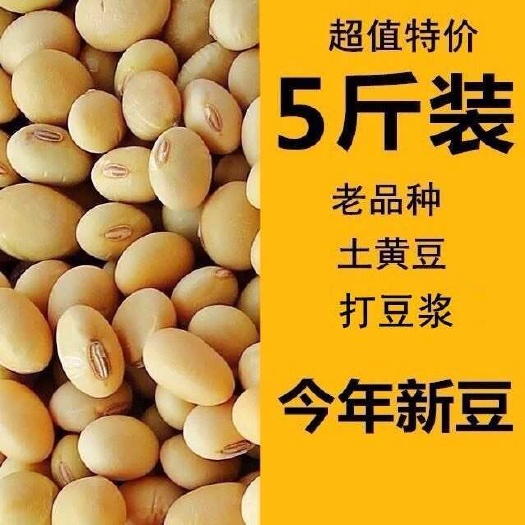 宁德当季农家笨黄豆 椭圆形做豆腐土黄豆 豆浆豆250克—5斤