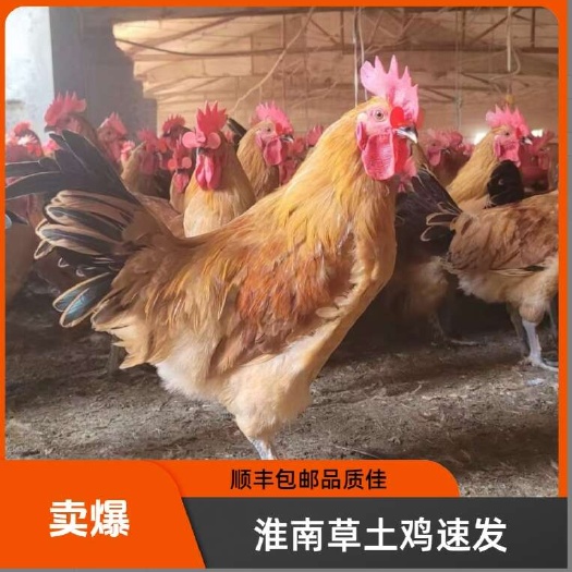 萧县淮南草土鸡 草鸡，鸡苗半斤重，