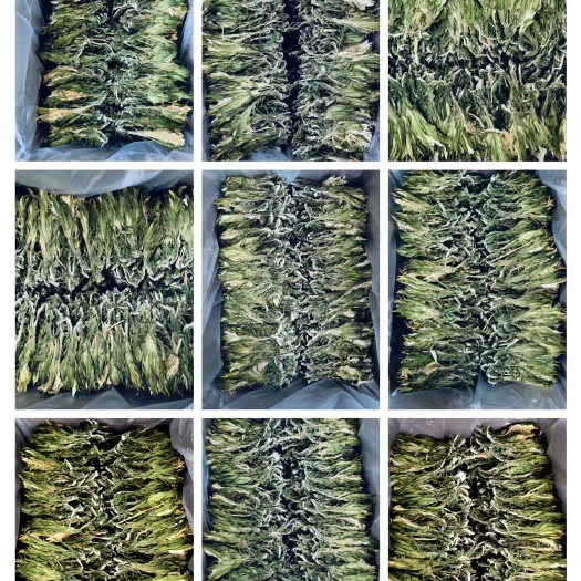 佛山特青，特干精选霸王花