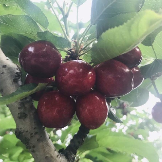 沂源县山东淄博美早大樱桃 现摘现发 大量接