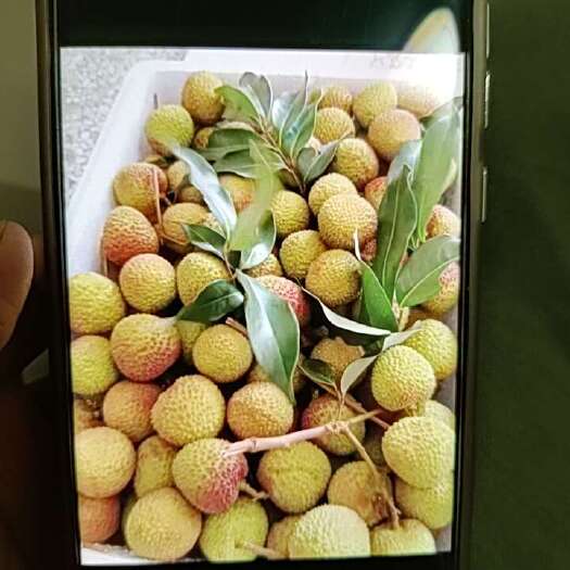 化州市妃子笑荔枝
