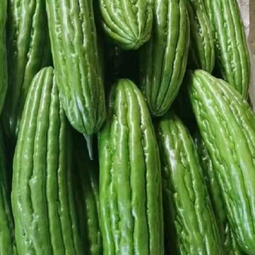 徐闻县绿油苦瓜不苦，别名凉瓜，清凉解暑佳选蔬菜，炒五花肉炒蛋超好吃