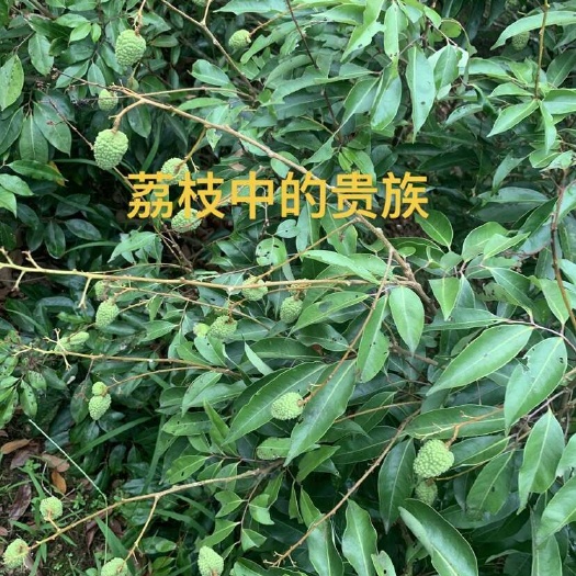 化州市荔枝桂味