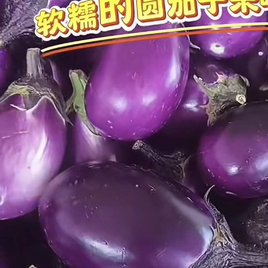 关岭县紫色圆茄上市了，正在采购的老板可以来订购了