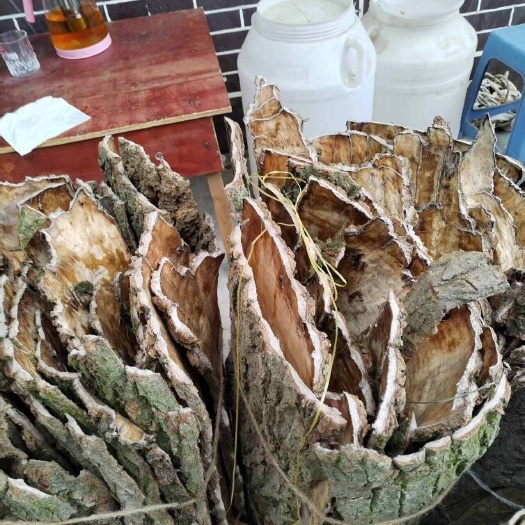 遵义杜仲皮