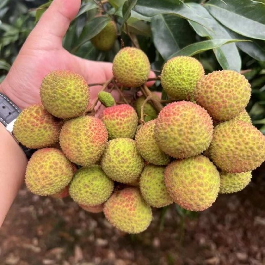 广西灵山妃子笑荔枝大量上市