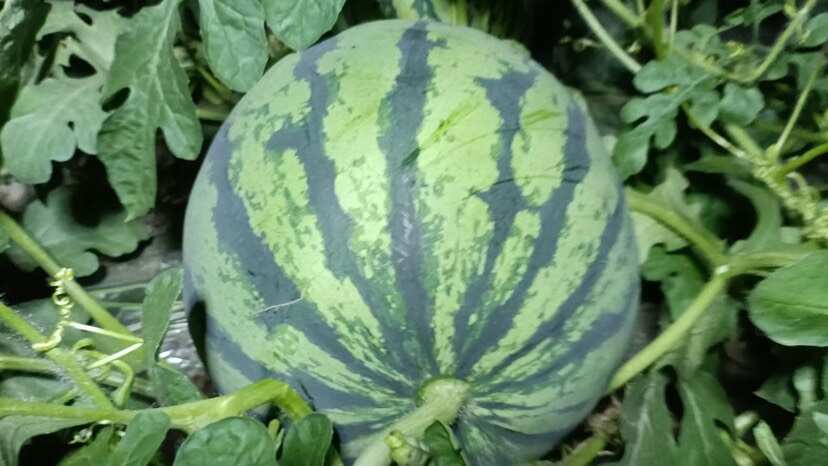 绍兴大棚美都西瓜次瓜老瓜小瓜