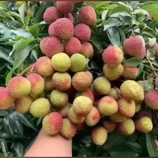 灵山县灵山荔枝预售