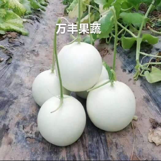 惠民县玉姑甜瓜 精品玉姑，质优价廉，保质保量 大量供货！
