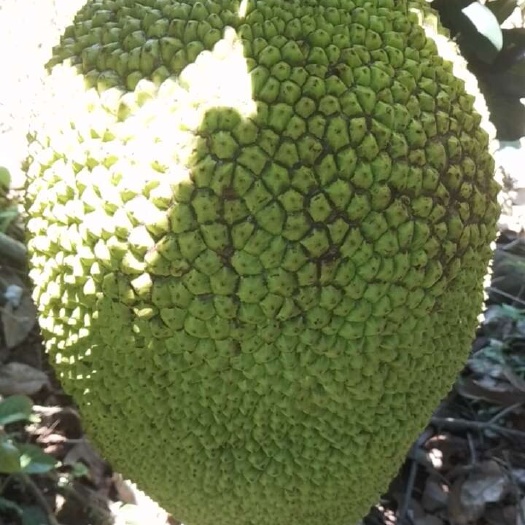 白沙县海南泰八菠萝蜜口感香香甜甜