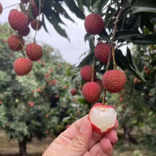 高州市广东茂名高州新鲜白糖罂荔枝现摘现发果大核小肉厚汁多甜如蜜