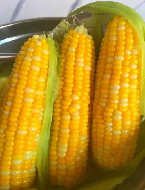 华宁县【甜脆】云南金银水果甜玉米新鲜可生吃包谷苞谷3/5/9斤露天