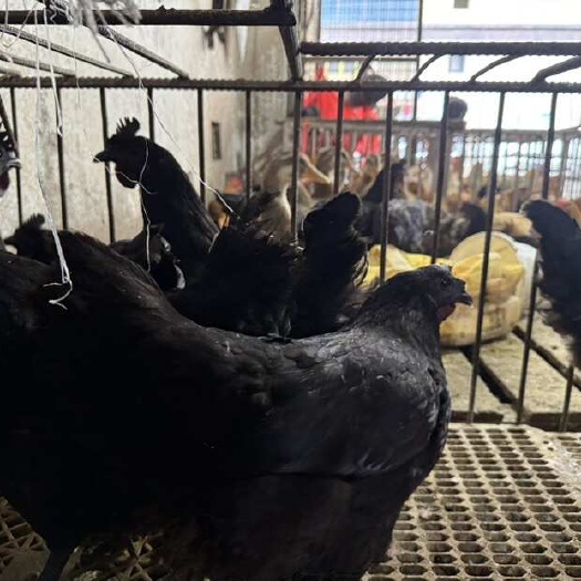 家乡土鸡黑乌鸡 黑皮 产绿壳蛋 超补的 大量有货 成年鸡