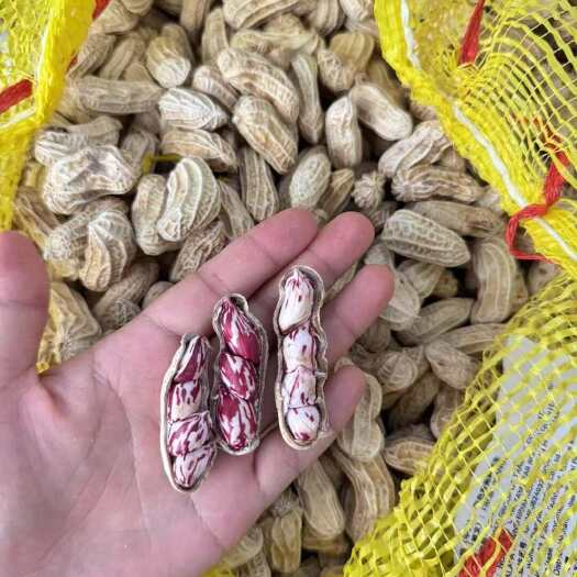 景洪市云南七彩花生，带壳干货、带壳鲜货、花生米。精品货不带泥