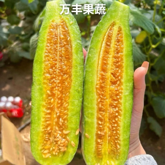 惠民县山东滨州博洋61甜瓜 万亩产地直发 对接商超 全国各大市场