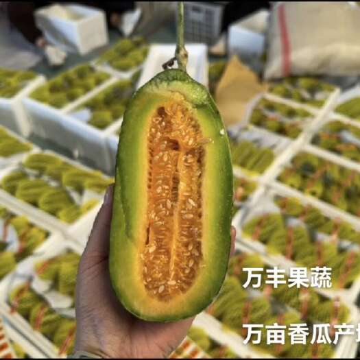 惠民县山东滨州惠民  博洋9甜瓜  万亩甜瓜产地 货源充足