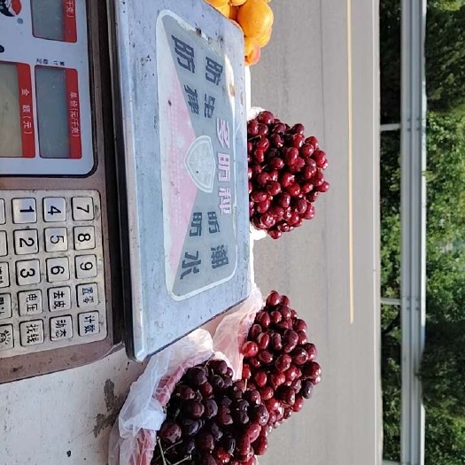 肥城市美早
