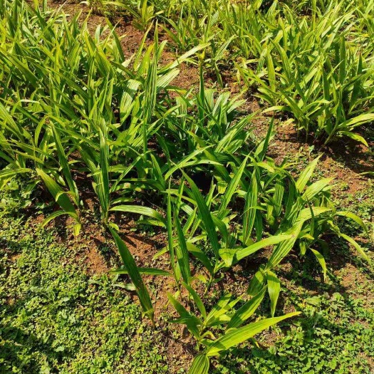 白芨鲜茎