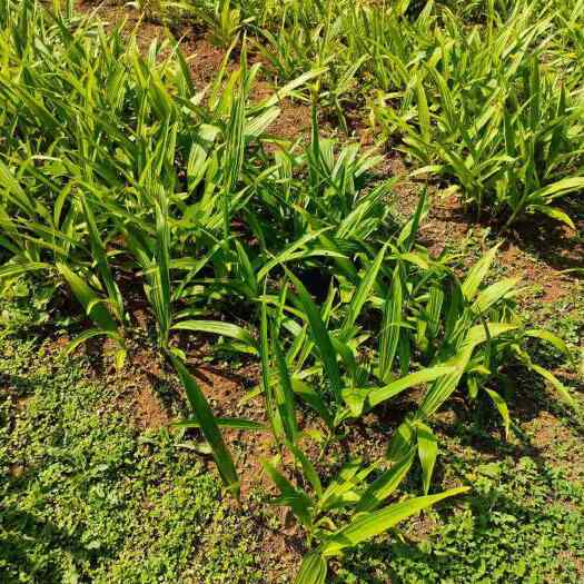 威宁县白芨鲜茎