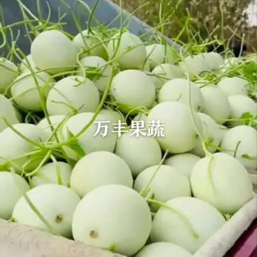 玉菇甜瓜  万亩玉姑甜瓜种植基地，一手货源，大量供货！