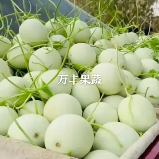惠民县玉菇甜瓜  万亩玉姑甜瓜种植基地，一手货源，大量供货！