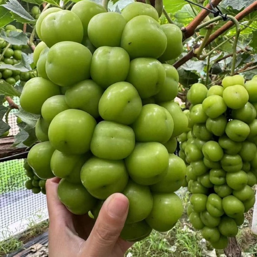 新沂市阳光玫瑰陆续大量上市，欢迎新老顾客前来选购。
