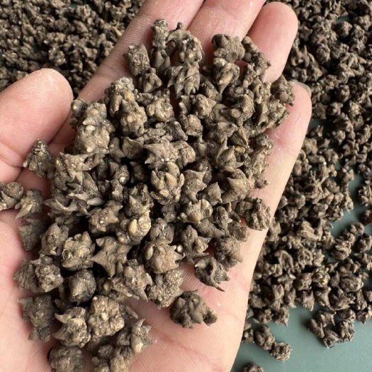 淮滨县河南信阳淮滨猫爪草中药材根茎类中草药猫爪草猫爪草