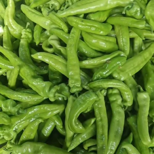 尖椒尖椒 量大