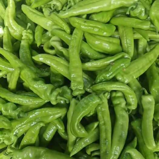 滑县尖椒尖椒 量大