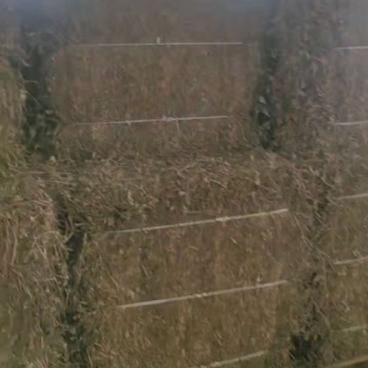 玉林鱼腥草