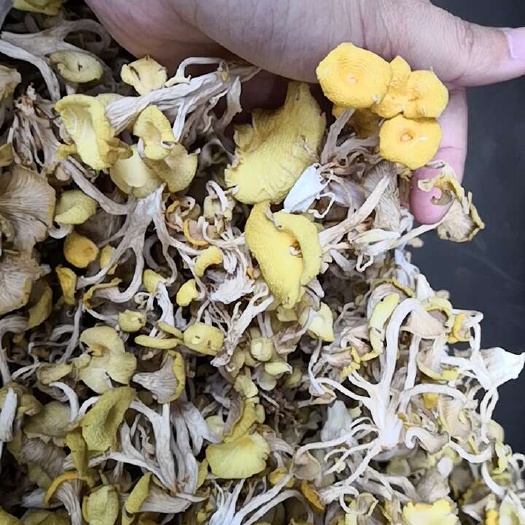 平南县人工种植黄金菇干品，新鲜
