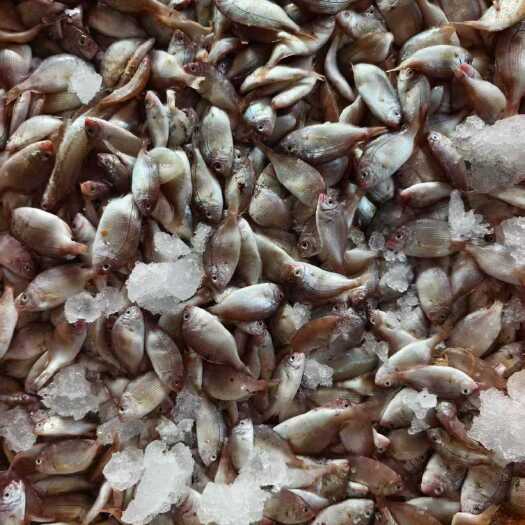 防城港优质蛋白饲料适用于各类杂食肉禽补充饲料