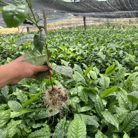 临沧普洱茶叶苗云南大叶种茶苗勐库大叶种茶