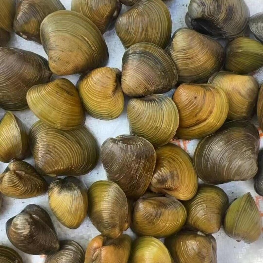 信阳黄沙蚬