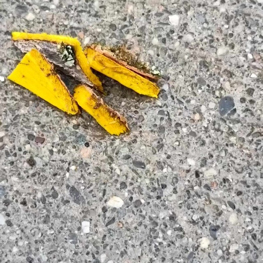 峨眉山市黄柏