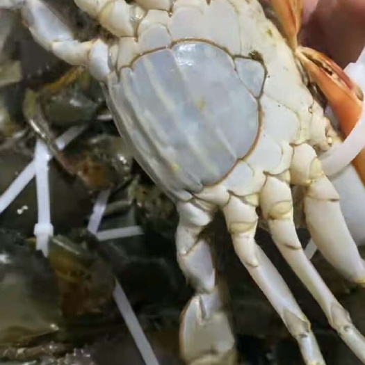龙港燕母青蟹